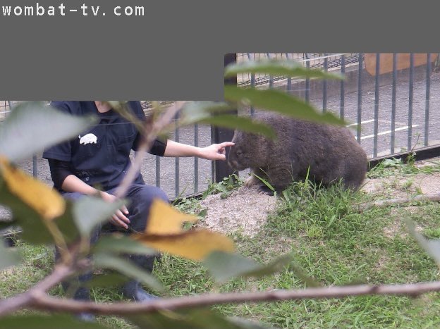 #あなたのウォンバッターはいつから
コロナ禍で外出控えで鬱々とYouTube回っていて出会いました！その数年前に一度行ったことはあったのだけど、「良さ」に気づいたのはこの時。以降は作業BGVが映画からうぉんてれになったのだ……
外に出れなかった鬱屈した気持ちを、どれだけ助けられたか🫶✨