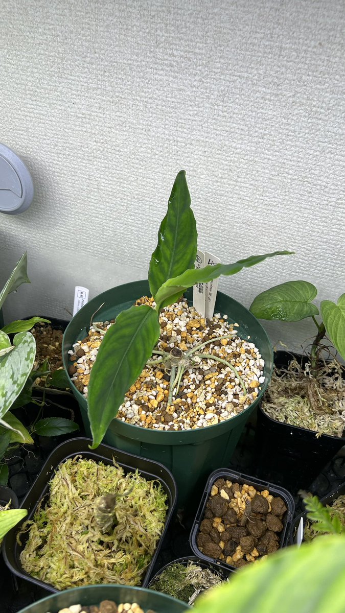 Toadrium's tweet image. 緑一色だけは何回切っても上手く殖やせん…(左下が数ヶ月前に切った棒)
m産地じゃない方なんやが、特有の癖でもあるんかねぇ…