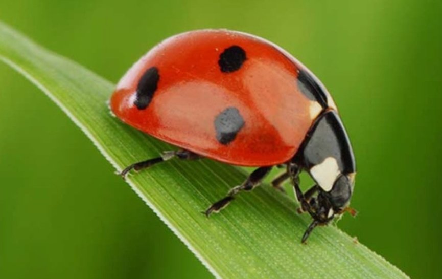 mariu_tl's tweet image. Como le llamais en vuestra tierra? 

Porque en Asturias son "vaquitas de San Antonio" o "vaquitas" a secas. 😂