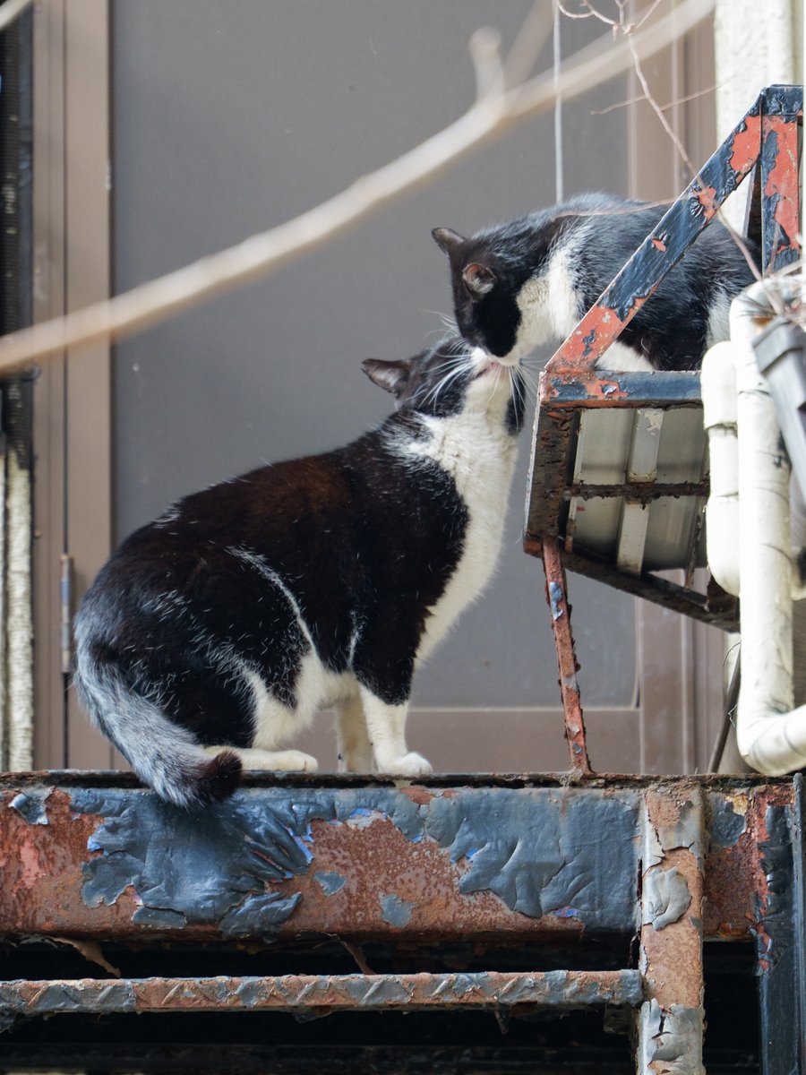 そとねこたちのポートレート。 ただ、確かめ合う。 #そとねこたちの