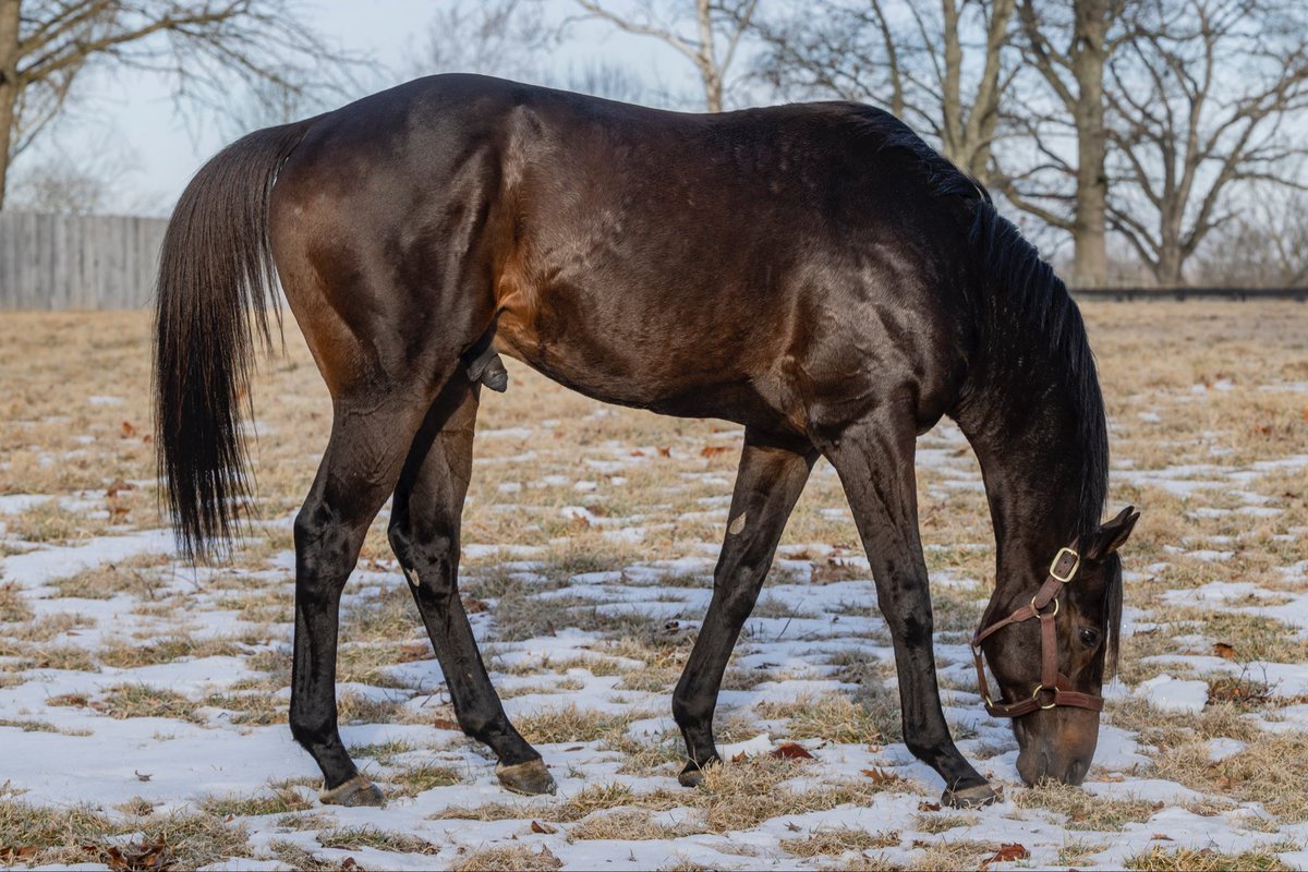 claibornefarm's tweet photo. Happy birthday, Johannes 💜🩷💛

He’s as smart as he is handsome and loves to show off the wicked turn of foot that led to 6 graded stakes wins and almost $1.3M in earnings. 

The McCloskeys’ @Cuyathy homebred by champion Nyquist has been a welcome addition to the stallion barn!

📸 @framesonmain