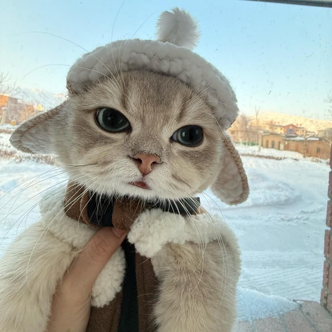 teddybullaro's tweet image. 