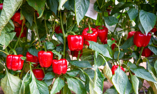 El Agro Auténtico tweet media