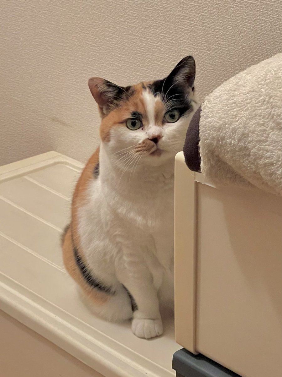 にゃんころもち (@sakura_nyancolo) / Posts / X