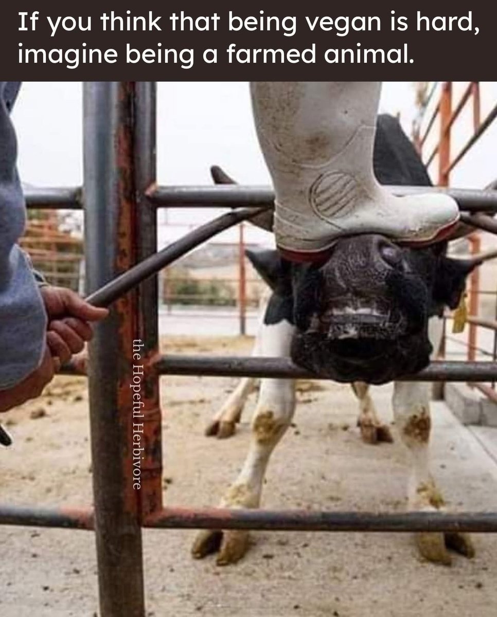 ©anines tho™ ᕕ( ᐛ )ᕗ (@shortnblunttho) on Twitter photo 