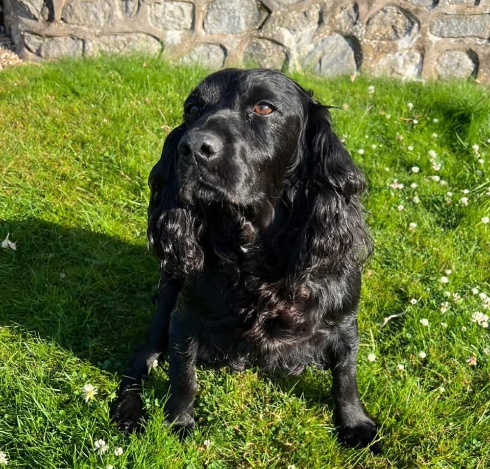 millypod1's tweet photo. ๐8 FEB 2026 #Lost Ruby #ScanMe #STOLEN ??
Black Cocker Spaniel Female
Near #Diddlebury #CravenArms #Shropshire #SY7 https://t.co/G4TCPMKNt4 https://t.co/9wTSG5dxXQ