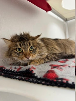 this cat from a shelter near me 

has the fuck my shit up haircut
