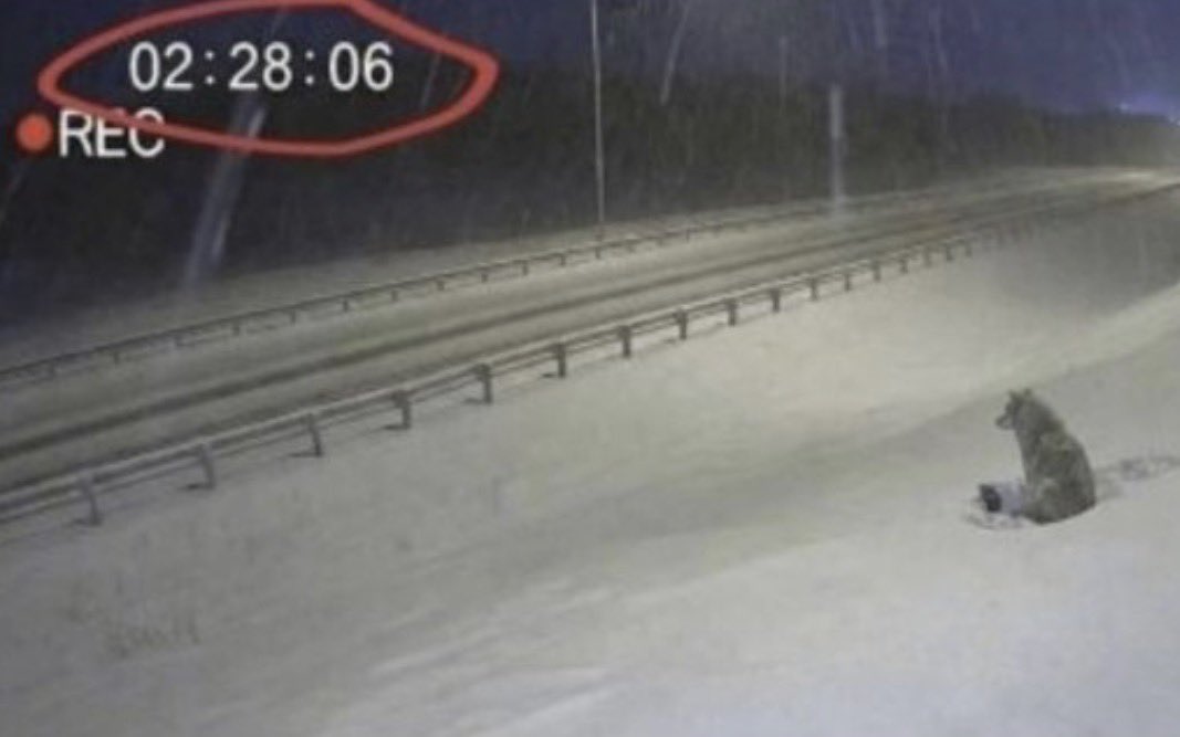 Dagli animali c'è solo da imparare
Alle 2:28 del mattino, su una strada ghiacciata del Manitoba, una telecamera ha ripreso una scena che ha fatto il giro del mondo: un cane fermo nello stesso punto da ore, sotto una neve che non cadeva — colpiva.
Le auto passavano. Clacson. I