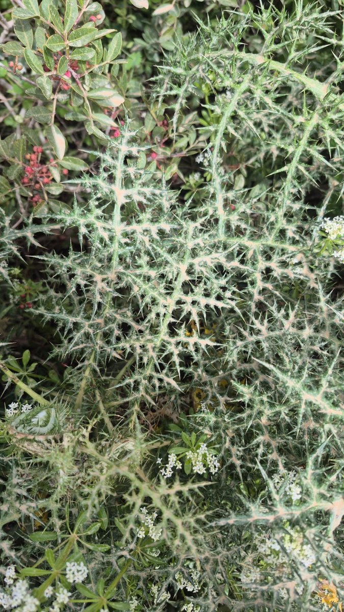 The Climatist || האקלימיסט tweet media