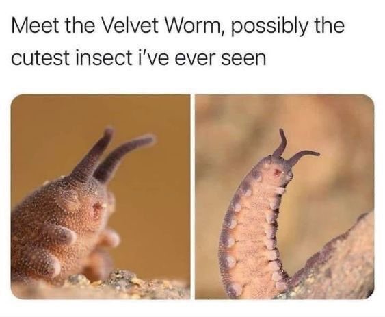 magicpants21's tweet photo. @anxiety_fox Velvet Worm xoxo https://t.co/CP0JxL1Xd0
