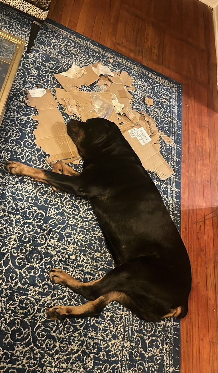 ReddCinema's tweet image. After destroying the box 📦 he lays on it