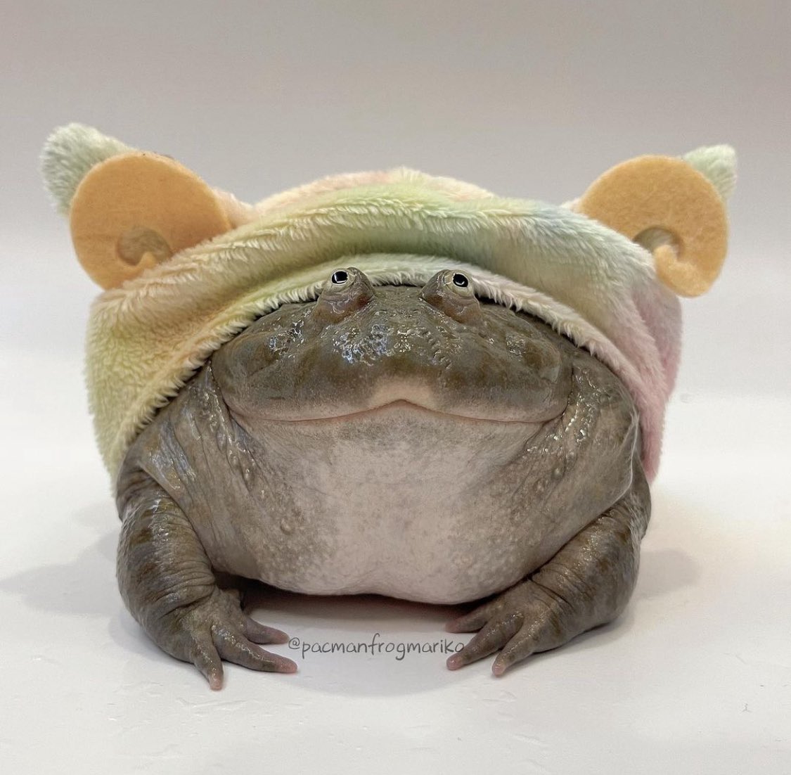 RealLifeFrog's tweet image. New fit