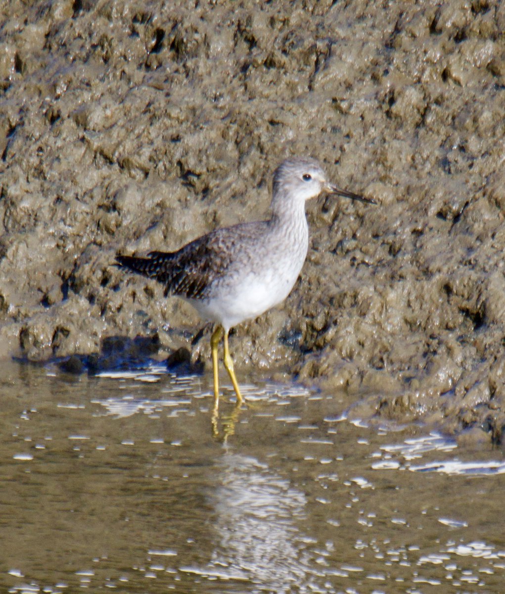 TimTim292's tweet photo. Lesser yellow legs Truro Cornwall. In the channels next to Tescos. @CBWPS1 @CornwallBrdNews @BirdTrack @BirdGuides @waderquest #LesserYellowLegs #Cornwall #BirdsSeenIn2026 https://t.co/ztl8EOQm5b