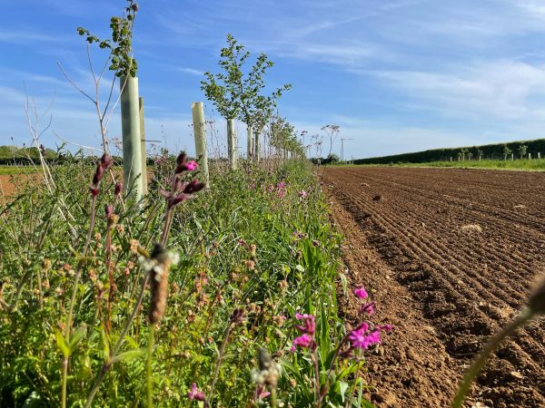 agricology's tweet photo. 🔦Event Spotlight - IPM in Action: From Research to Practice in Horticulture

Don't miss this exciting webinar from @SoilAssociation, @SoilAssocScot &amp; @OGAgrowers feat practical advice for building a balanced IPM system that delivers real results.

📆https://t.co/LJMT274oku https://t.co/6TRDm90C67