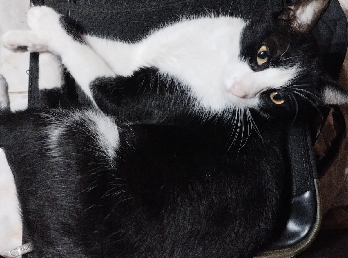 Aaaawwww!!! Cómo te extraño, mi hermoso Oreo. Me pasaron esta foto y está cada vez más bonito 😻✨