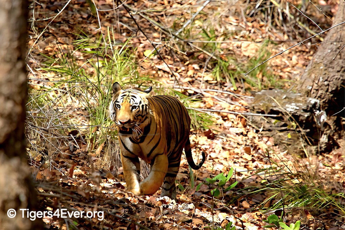 Tigers4Ever2010's tweet image. The week starts with our #MondayMotivation &amp;amp; it has to be the wild #Tigers of course, hope that they will #Motivate you too....