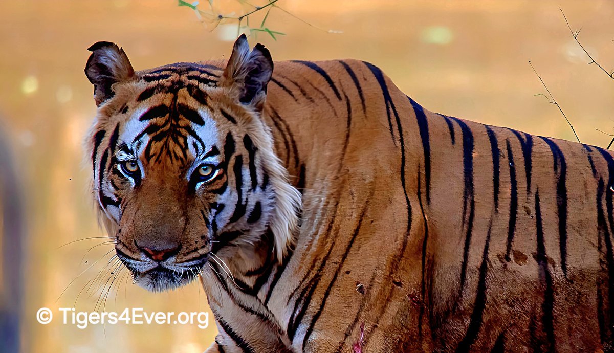 Tigers4Ever2010's tweet image. The week starts with our #MondayMotivation &amp;amp; it has to be the wild #Tigers of course, hope that they will #Motivate you too....