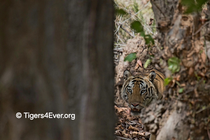Tigers4Ever2010's tweet image. The week starts with our #MondayMotivation &amp;amp; it has to be the wild #Tigers of course, hope that they will #Motivate you too....
