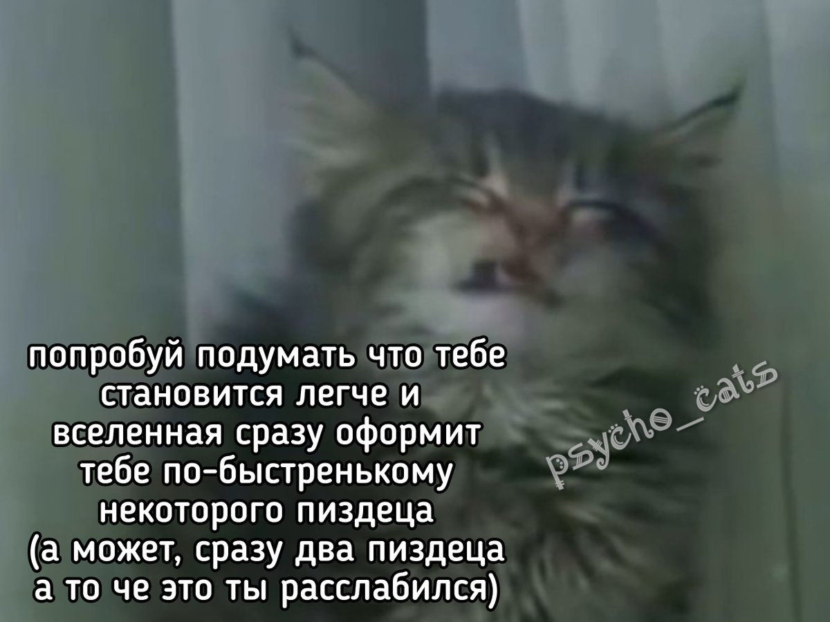 психокоты (@psycho__cats) on Twitter photo 