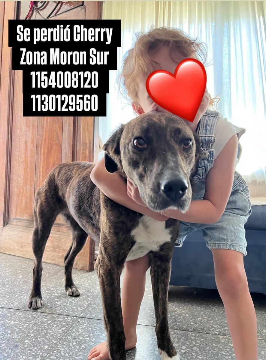 CHERRY SE PERDIÓ EN MORON SUR! BARRIO SAN JOSE😢🙏🙏 si lo ven retener y llamar a su familia👇👇👇👇