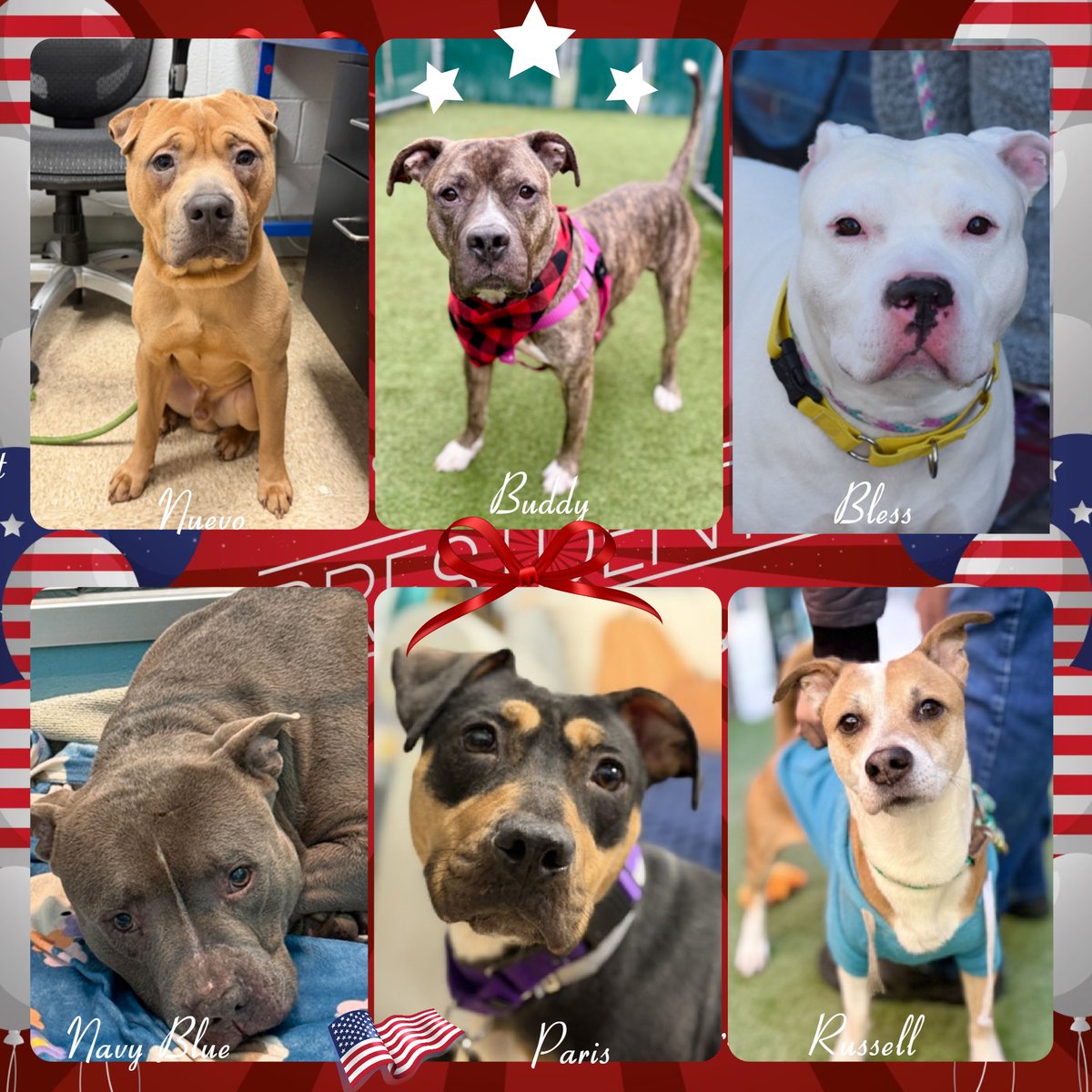 notthesameone2's tweet photo. Zam reclaiming
Knoll back in adoptions
6 cute dogs left. Anyone interested DM me.
Pledges:
Navy Blue $1427
Paris $1044
Nuevo $920
Bless $822
Buddy $695
Russell $681 https://t.co/sbrXSsGTGb