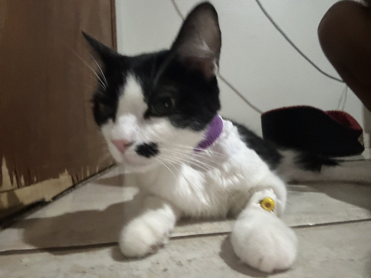 anapizzaiola's tweet photo. Infelizmente minha gatinha está com câncer mesmo, tivemos a esperança de ser outra coisa porém infelizmente hoje foi confirmado.
Ela terá q fazer quimioterapia durante 2 anos
Vou parar com a vakinha do risk por enquanto, se ainda quiserem doar eu ficaria super feliz, mas não consigo pensar em uma obra agora
São 1.600 reais por mês na quimioterapia
Mandem esperanças para ela, amigos felino 
A pitu é q melhor gatinha do mundo 
Não imagino minha vida sem ela