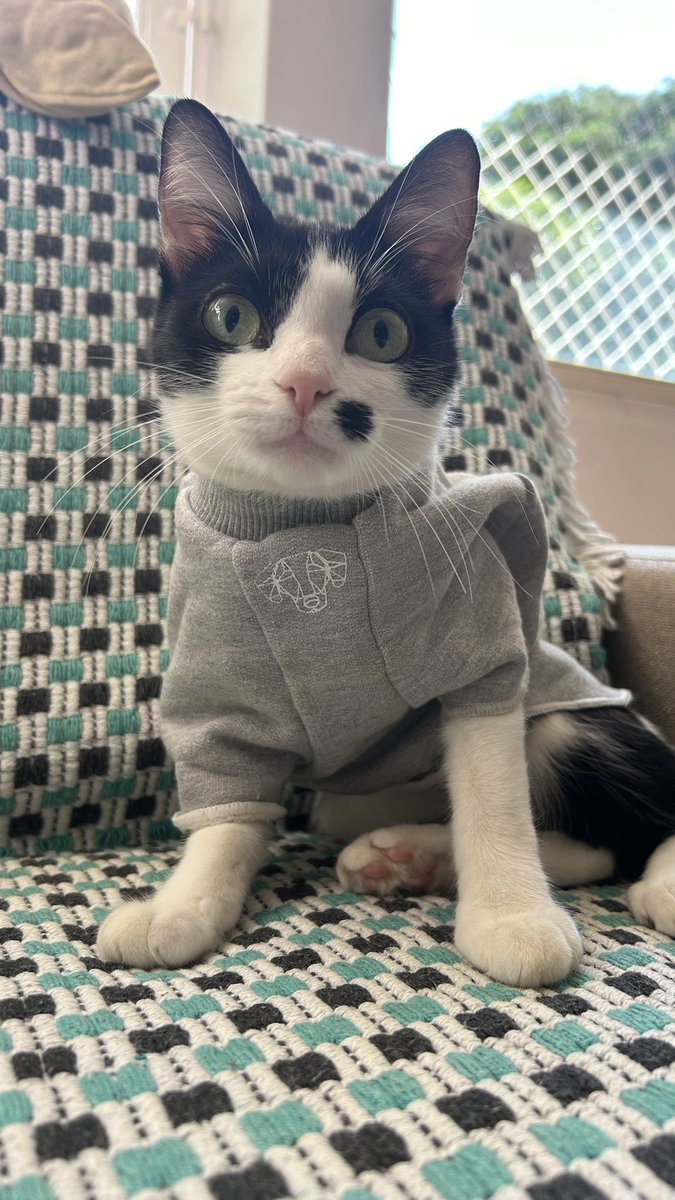 anapizzaiola's tweet photo. Infelizmente minha gatinha está com câncer mesmo, tivemos a esperança de ser outra coisa porém infelizmente hoje foi confirmado.
Ela terá q fazer quimioterapia durante 2 anos
Vou parar com a vakinha do risk por enquanto, se ainda quiserem doar eu ficaria super feliz, mas não consigo pensar em uma obra agora
São 1.600 reais por mês na quimioterapia
Mandem esperanças para ela, amigos felino 
A pitu é q melhor gatinha do mundo 
Não imagino minha vida sem ela