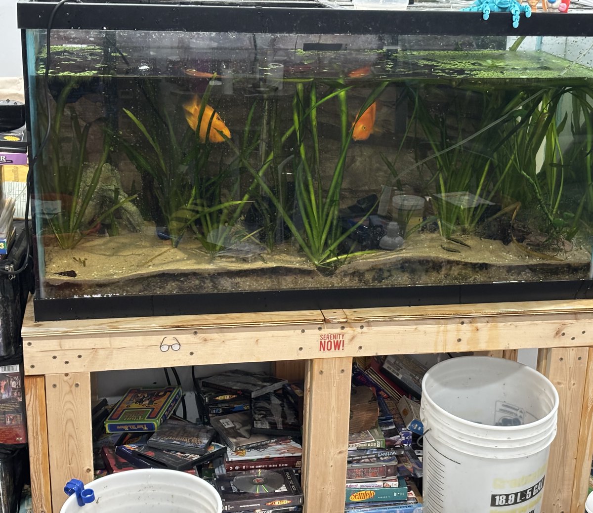 My 100 gallon Fish Tank Sprung a leak...sometimes it feels like the universe wants you to fail, I say f*ck that, I'm going to save my fish, reseal my tank, upload this YouTube video and go live tonight on twitch. Not even the Universe can stop me.