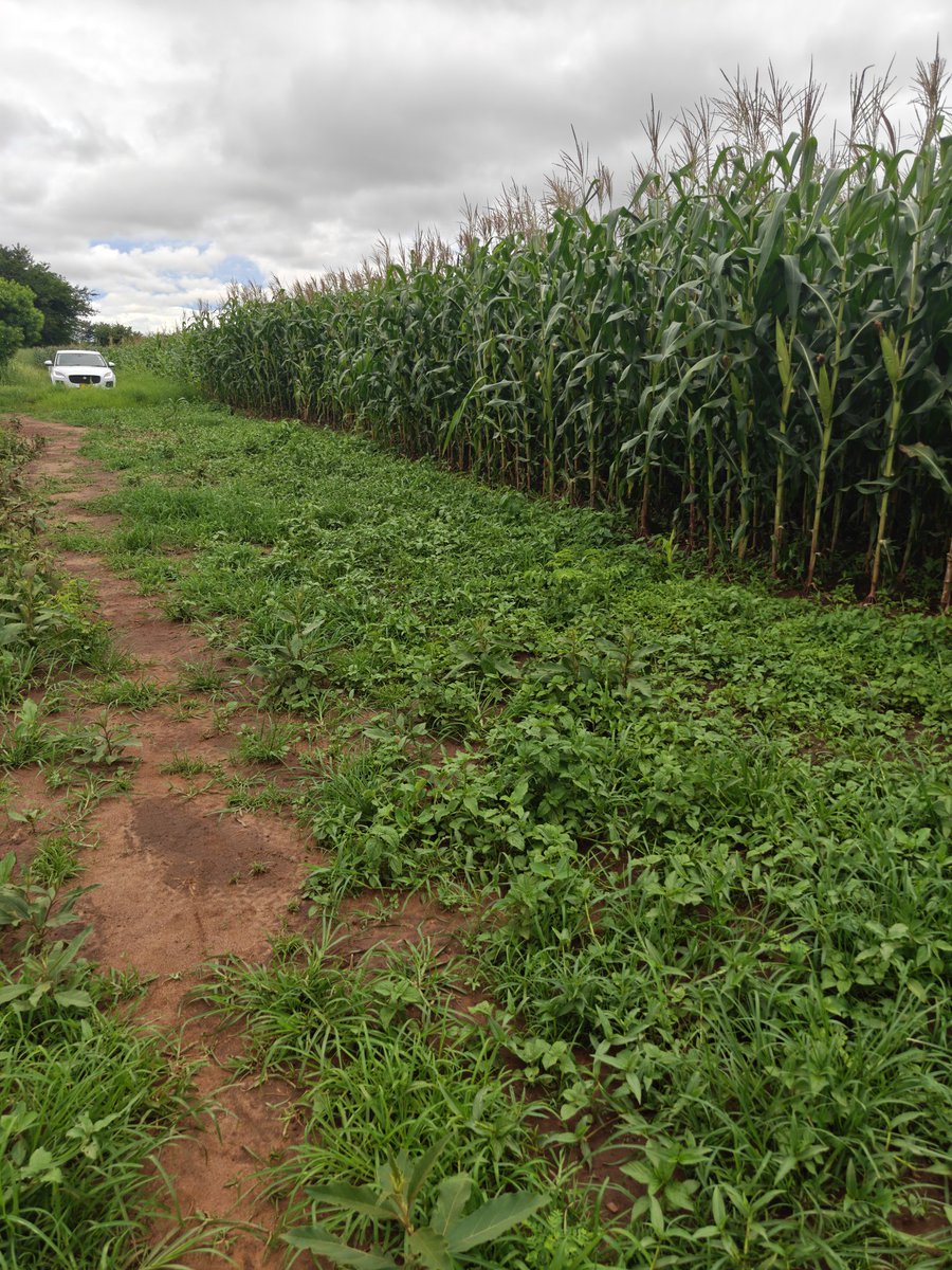 In extension to this, this small space has done wonders! Chaka chino tigula benzi ndithu