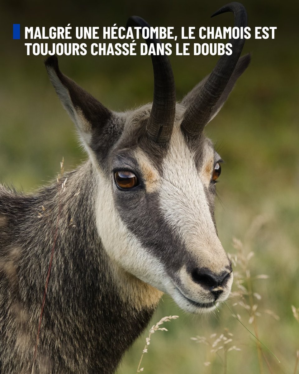 🐐 Malgré une hécatombe, le chamois est toujours chassé dans le Doubs

Dans le Doubs, la chasse au chamois continue malgré une baisse alarmante des populations. Il resterait entre 1 000 et 1 500 chamois sur le territoire. Pourtant, environ 300 ont été tués cette saison, après 366