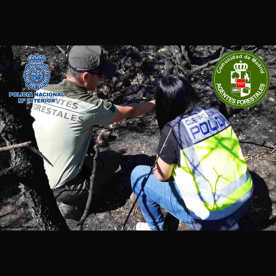 La estrecha colaboración 👮🤝👮 entre cuerpos se hace esencial en algunas investigaciones.

Esta operación conjunta entre @policianacional y #AgentesForestalesCM acabó con la detención⛓️ de un vecino de la sierra madrileña. 

#PoliciaMedioambiental
#AgentesForestalesCM👮🚔🦅🇪🇸