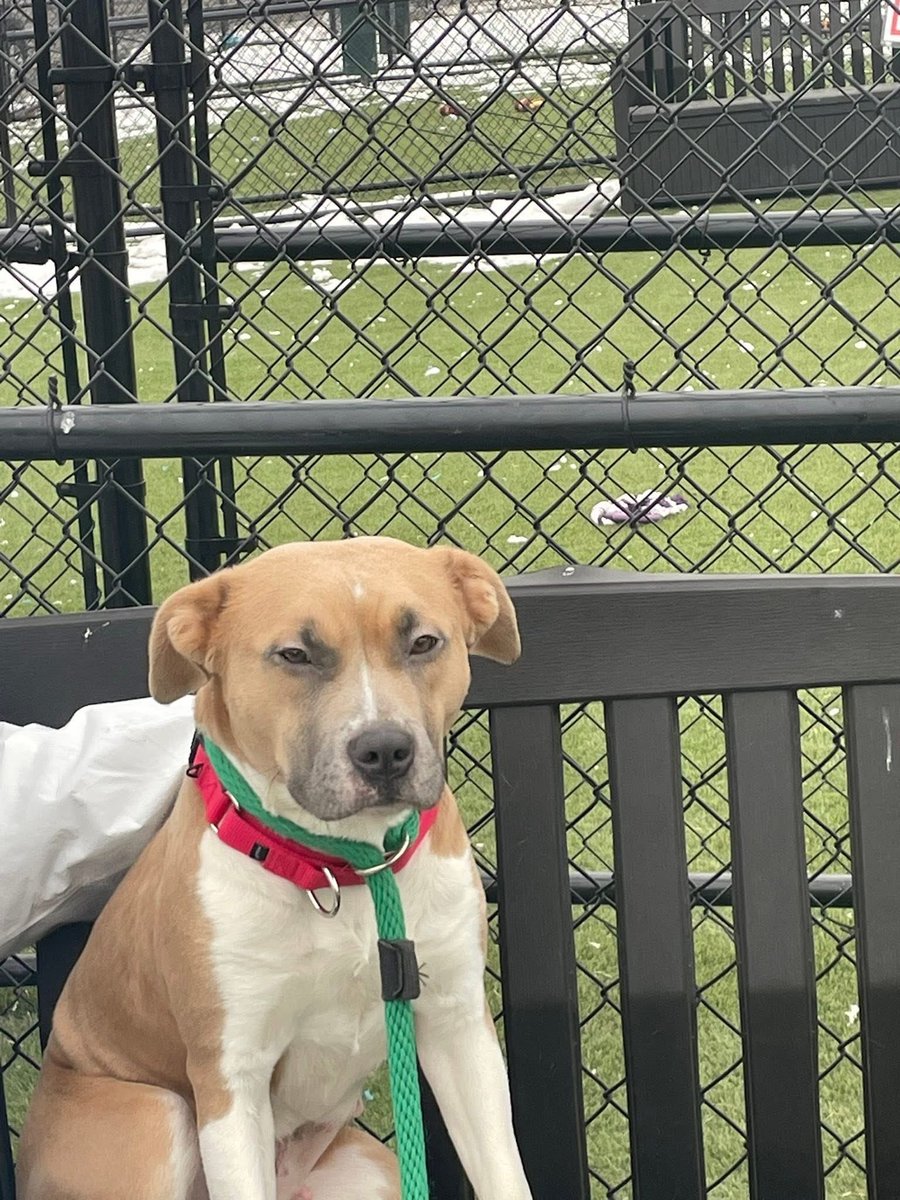 How could anyone look at this sweet face and call it a demon or unnatural to take them into your home. Yet Muslims do. If Muslims want to denounce this ideology, here’s your chance!