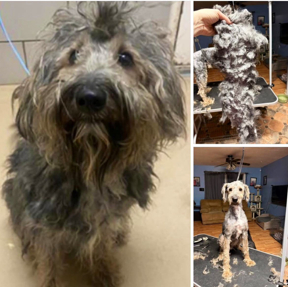 TNProverbs1210's tweet photo. Please read about new guy Finch in pics!!
He will be available for adoption soon. https://t.co/8wD7zdPjoE