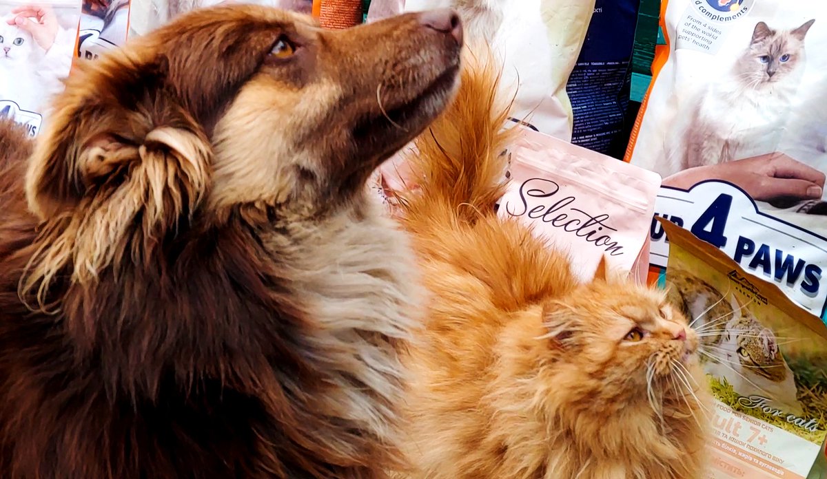 olya_h2o's tweet photo. Thank you so much 42 @el4dos for all this food that i was able to bring to shelter thanks to your donation. Thank you for always keeping shelter lads in your heart, thanks to your constant help shelter cats and dogs always have food. 
We will never be able to thank you enough 42 https://t.co/Zo4phrAPGd