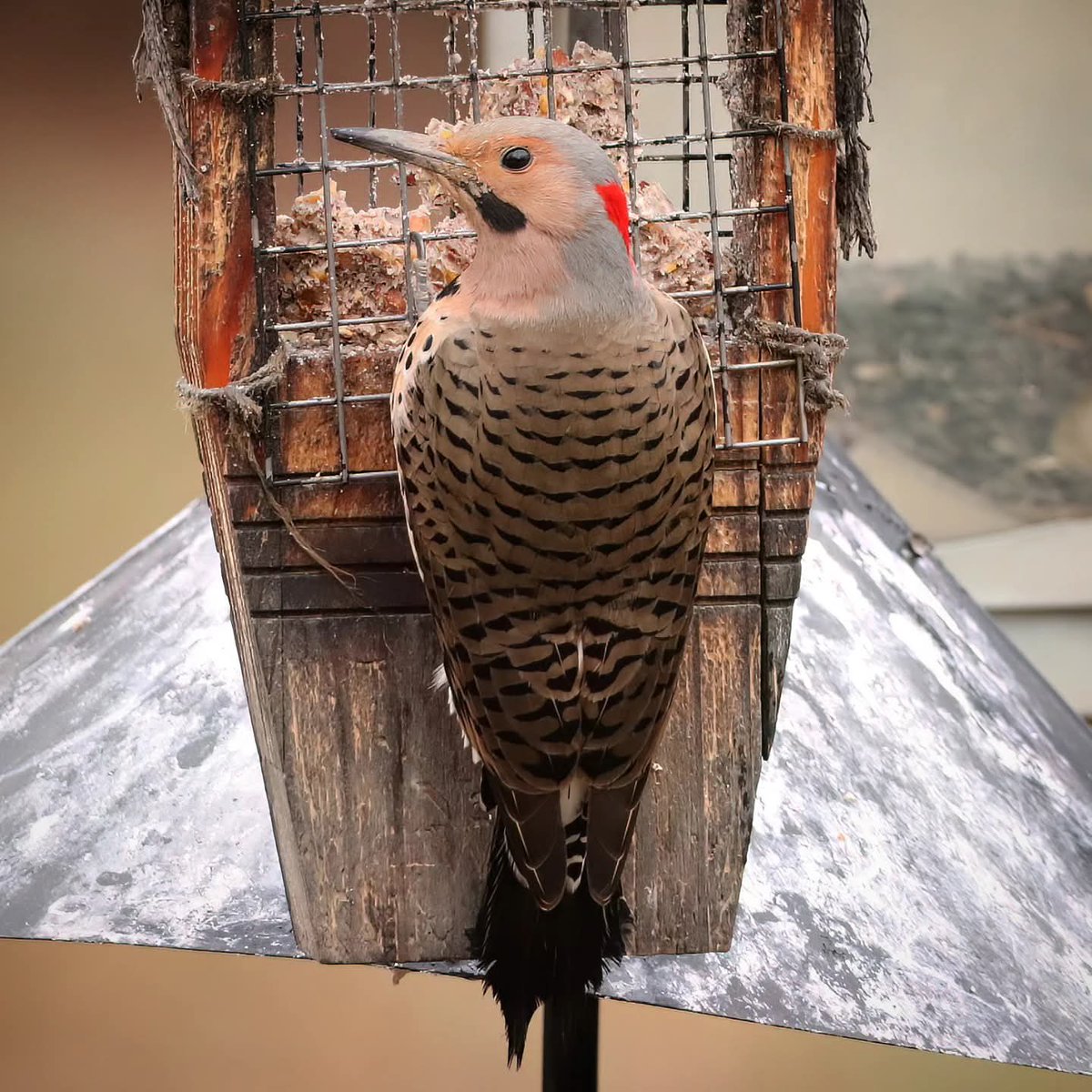 birdhouse_love's tweet photo. A yellow-shafted northern flicker helped finish off the last remnants of this suet cake...
#yellowshaftednorthernflicker #flickers #flicker #northernflickers #suetlovers https://t.co/1iZgGjHHLO