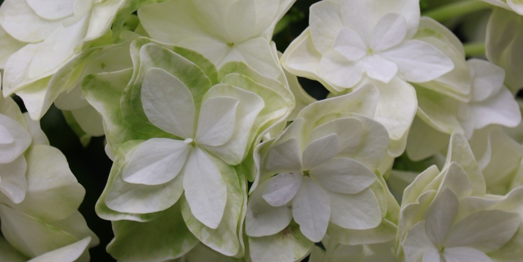 8_1_ku's tweet image. 空が泣いてくれるなら
星が嘘をついてくれるなら

あぁ僕は冬に終わりを告げる
君の花になりたい
…
#Begin 灯り
　　　　　おやすみなさい…Ku