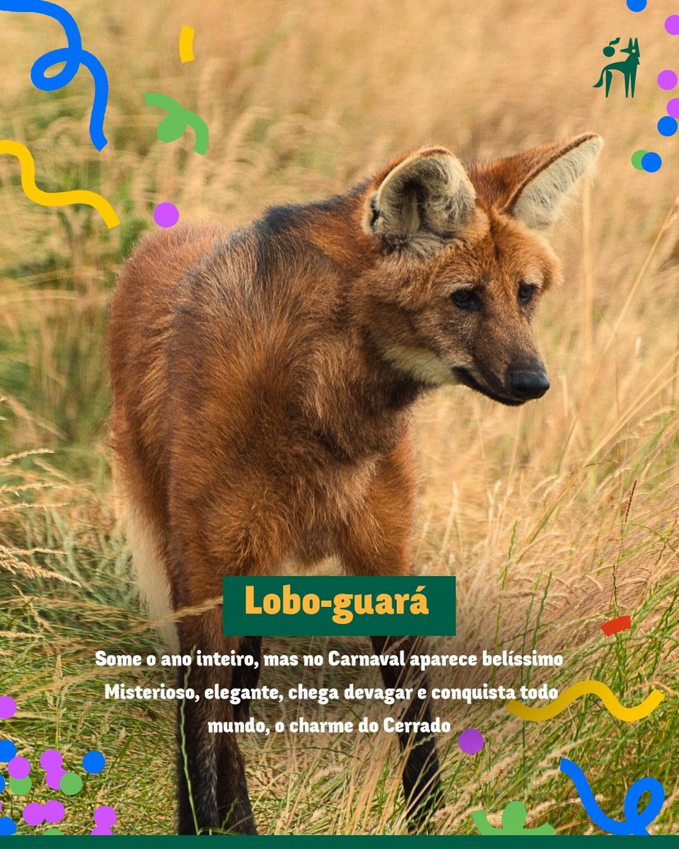 A vida no Cerrado - AVINC tweet media