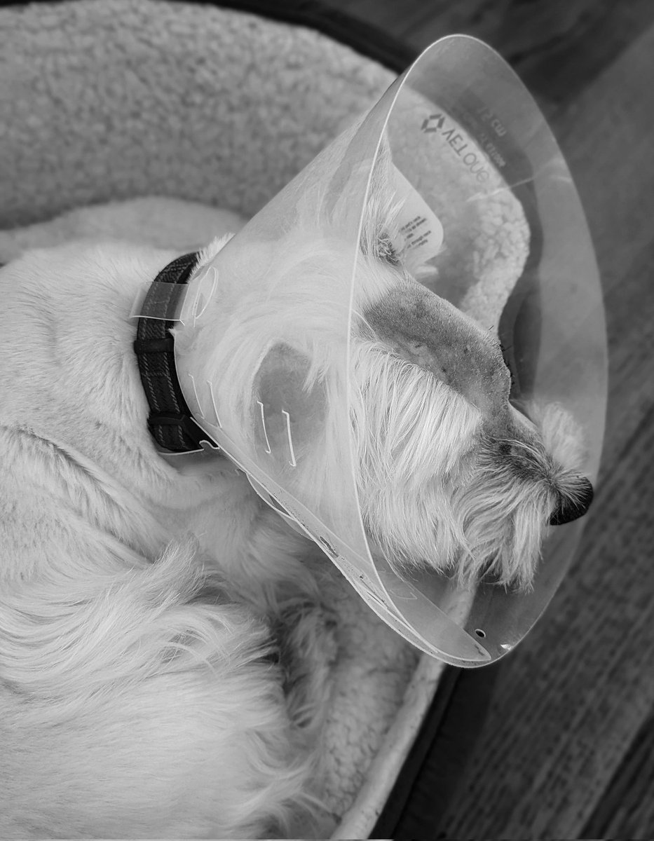 suzanne masters tweet media