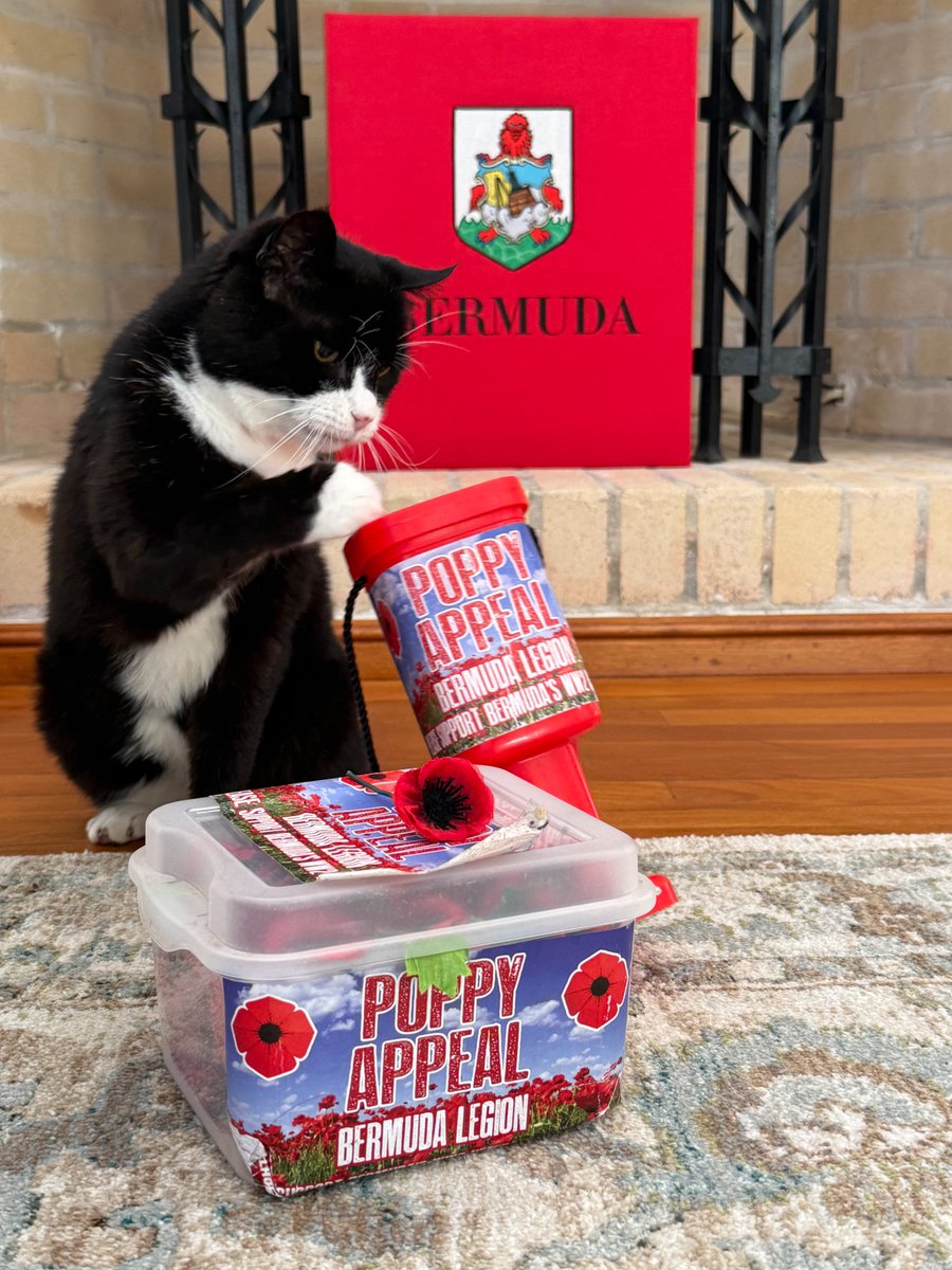 Our Chief Mouser, feline diplomat and former <a href="/Battersea_/">Battersea</a> resident, Palmerston <a href="/DiploMog/">Palmerston</a>, has sadly passed away at his retirement post in Bermuda.

Farewell Palmerston, with love and thanks from all your FCDO friends.