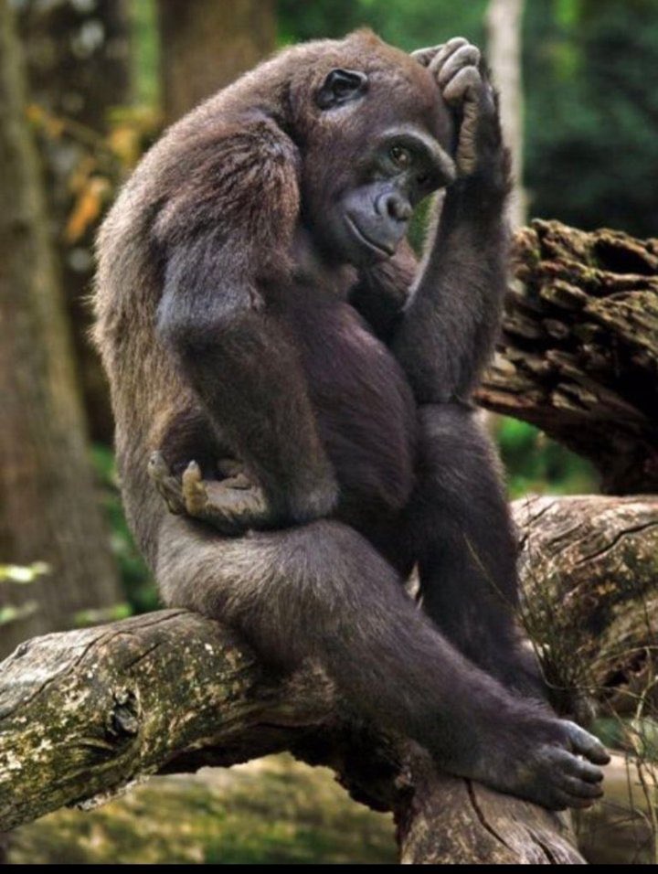 <a href="/AdvoBarryRoux/">Man’s NOT Barry Roux</a> I'm waiting for the argument from Shona people, how are they going to defend this? If we say most of what we call economic refugees, only come here to commit crime and escape back to Zanu-PF territory.