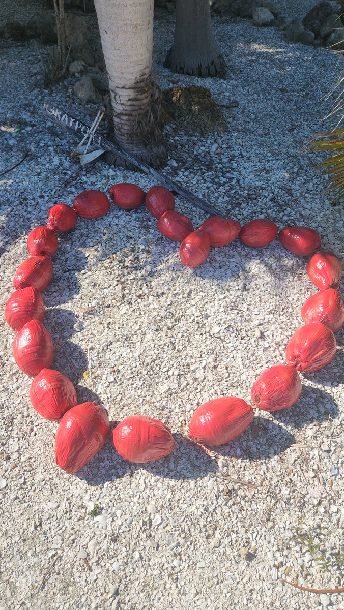 Painting fallen coconuts to celebrate the holidays was a  tradition of the late Fort Myers Beach resident Jay Gray.  That tradition lives on with his daughter Lisa Gray Jones, who painted coconuts into a heart to celebrate Valentine’s Day in her yard.

fortmyersbeachtalk.com/news/community…