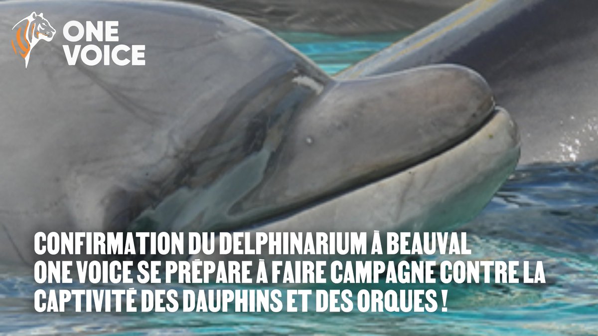 La décision est tombée. Les dauphins iront au zoo de Beauval. Un coup de massue. Alors que des alternatives facilement duplicables existent...

Plus personne ne veut voir de dauphins enfermés !

One Voice se prépare à faire campagne ! 🐬✊