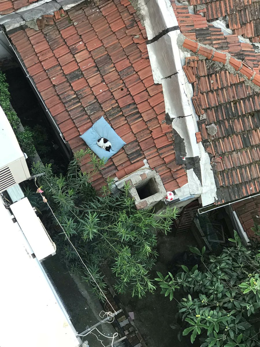 "My dog's pillow fell to the roof couple days ago. It has a new owner now."