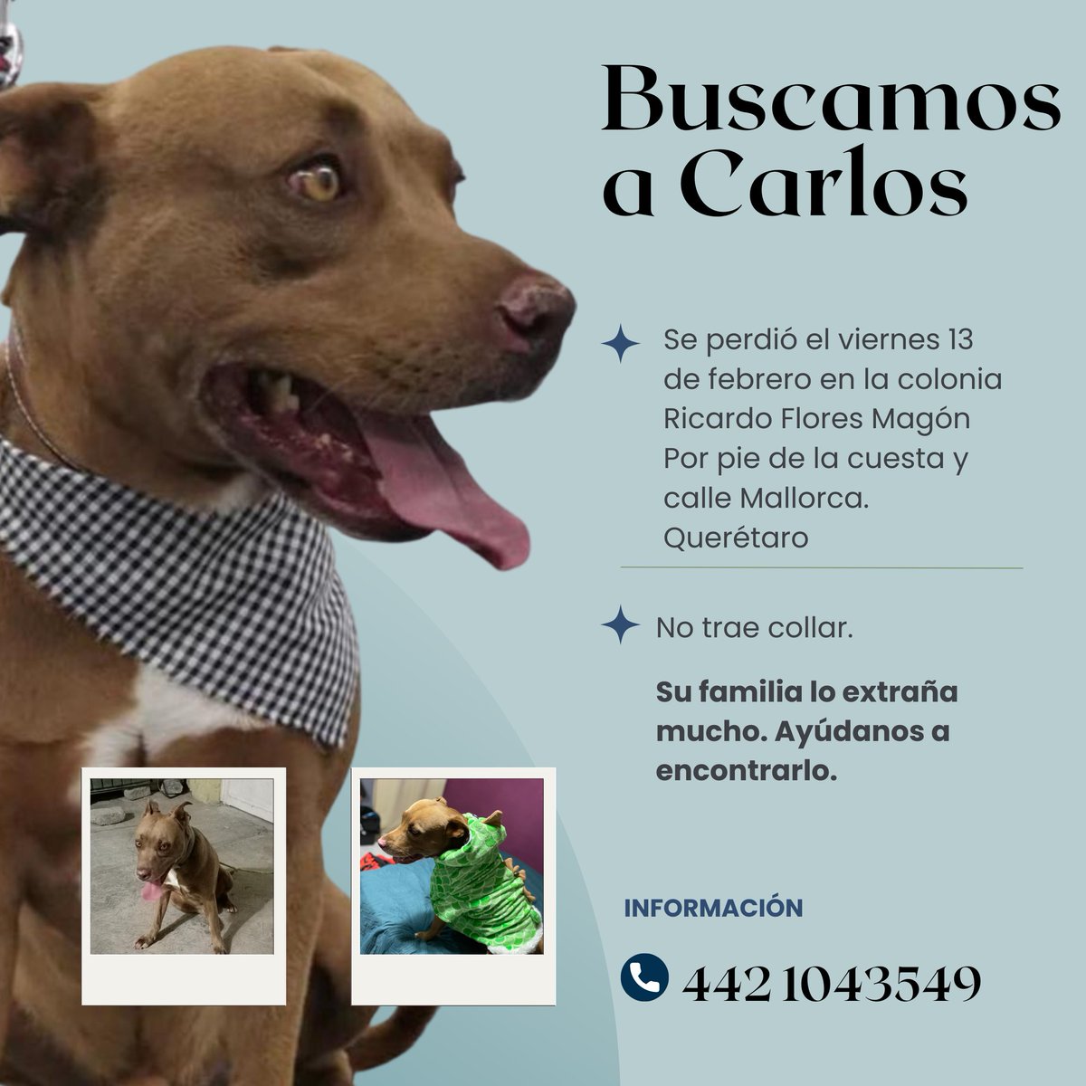 Me puede ayudar a compartir? Lo extrañan mucho en su casa. 
#Queretaro