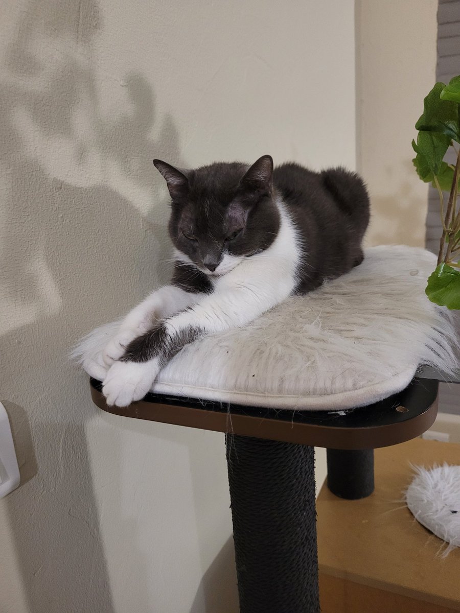 Réflexion faite vu le mauvais temps une sieste s'impose !!! 😾