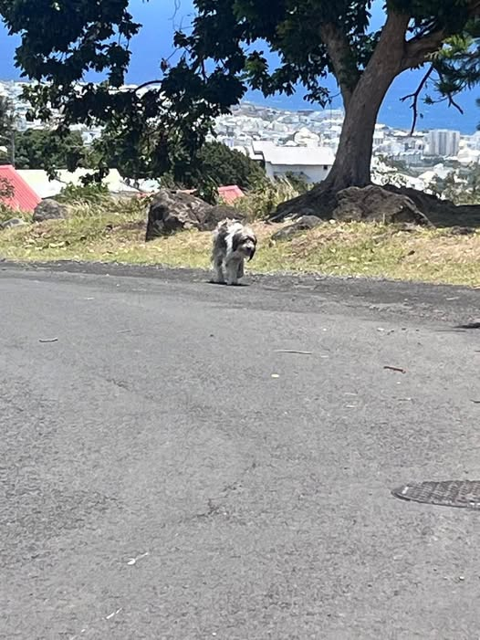 Chiens &amp; Chats de La Réunion à sauver
CF Vns ·dtneoorsSp214cm8c92ci216217f59u0,1ac0g1860f 7é26g9r:13mle vr ·
URGENCE – CHIEN EN GRANDE DÉTRESSE 📷
Ce matin, j’ai revu un grand chien errant à poil long (type bearded Collie ) que j’avais déjà aperçu il y a plusieurs semaines.
📷