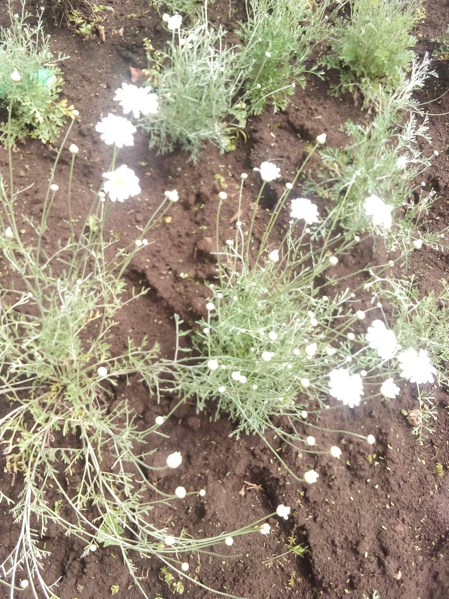 imanishimwe811's tweet photo. From well-prepared soil to quality pyrethrum seeds 🌱

Every strong vegetative stage begins with intentional planting.
Good foundation. Healthy growth. Promising harvest. 💚 #Pyrethrum #SmartFarming #YoungFarmer https://t.co/cJjMbvbp3B