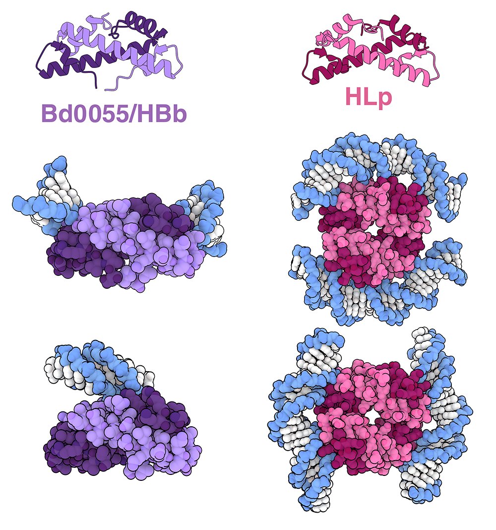 buildmodels's tweet photo. Surprisingly, histones have also been characterized in bacteria, including a bacterium found in soil and aquatic environments and in a spiral-shaped gram-negative bacterium
More at Molecule of the Month:  https://t.co/AuVysaeXWw https://t.co/ClKGsikf2D