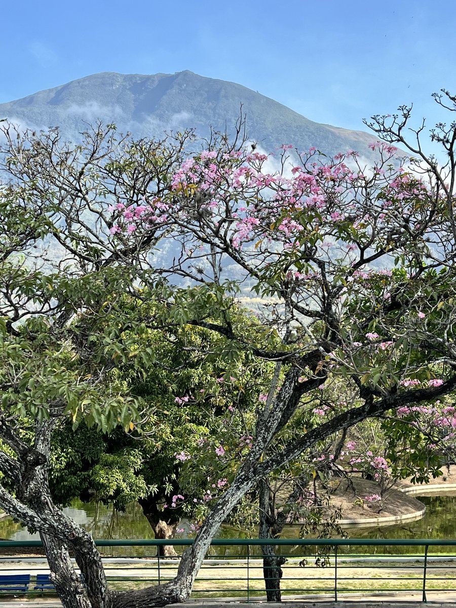 Gaby Arocha tweet media