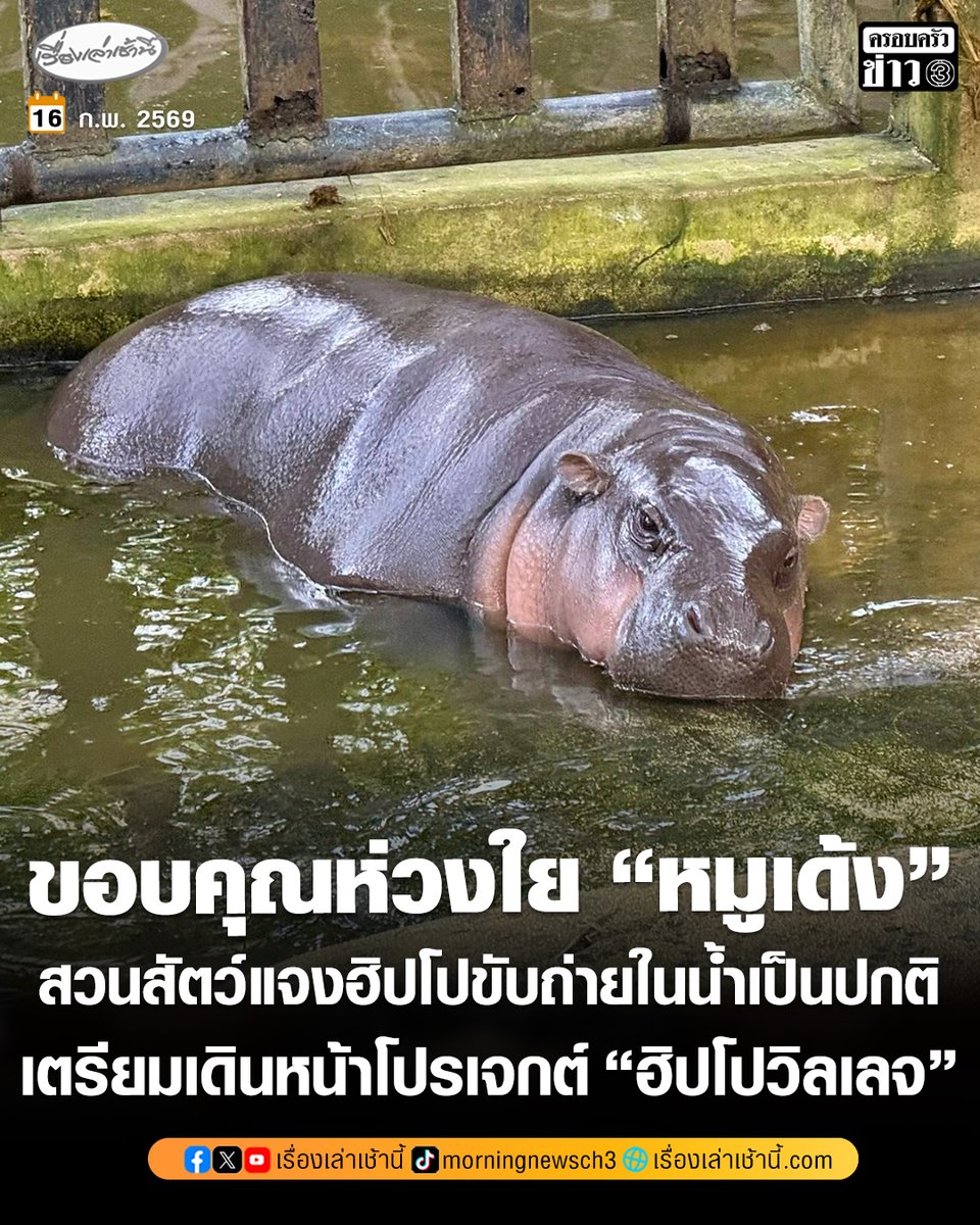 MorningNewsTV3's tweet photo. “สวนสัตว์เปิดเขาเขียว” ขอบคุณห่วงใย “หมูเด้ง” แจงฮิปโปมักจะขับถ่ายในน้ำเป็นปกติ เพื่อสร้างอาณาเขต ยันเก็บกวาดมูลสัตว์ทุกเช้าตามมาตรฐานสากล เตรียมเดินหน้าโปรเจกต์ “ฮิปโปวิลเลจ” 10 ไร่

อ่านข่าว : https://t.co/6STmmccBGG

#เรื่องเล่าเช้านี้ #ครอบครัวข่าว3 #ข่าวภูมิภาค #หมูเด้ง #สวนสัตว์เปิดเขาเขียว